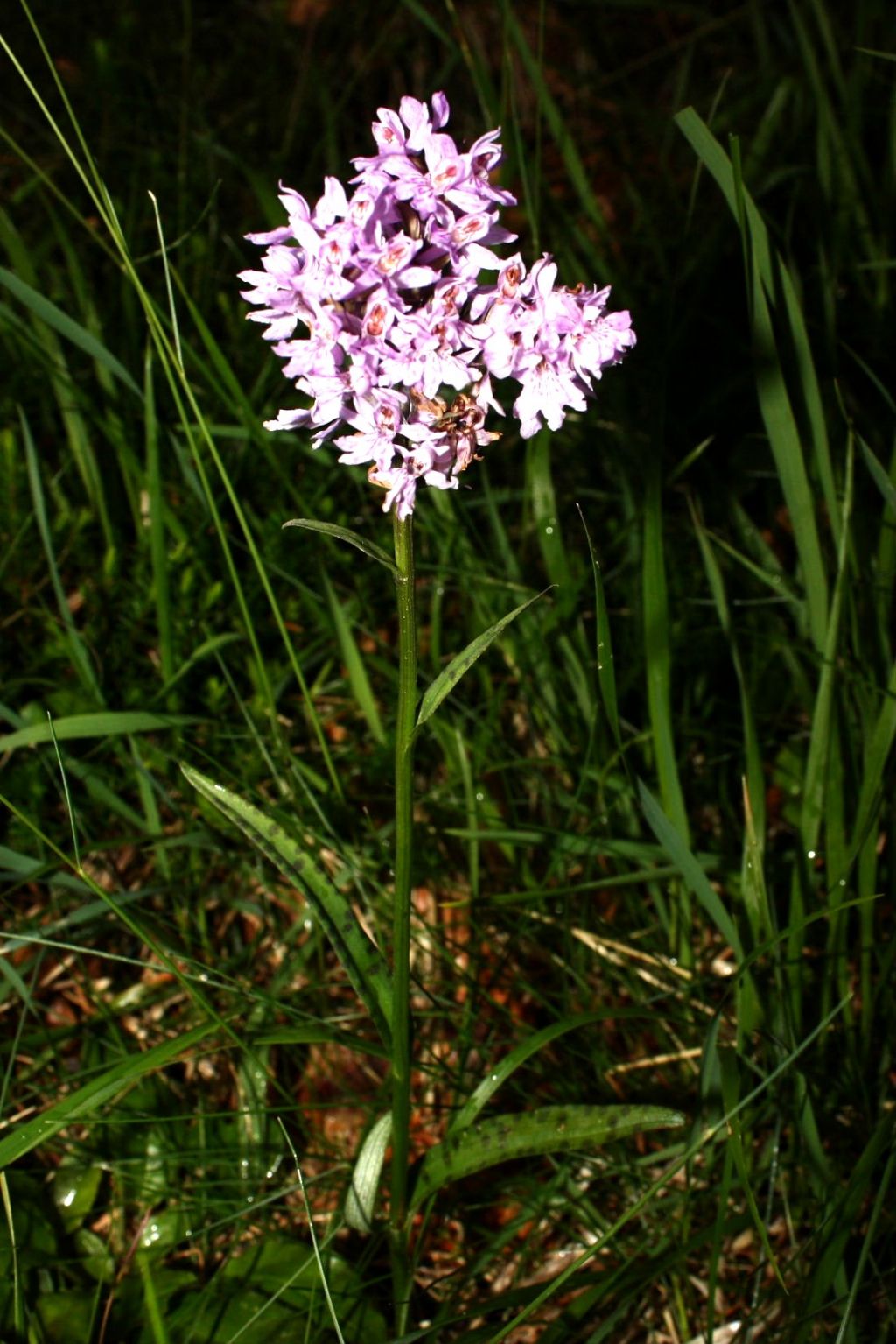 Lusus di Dactylorhiza maculata ssp. fucsii